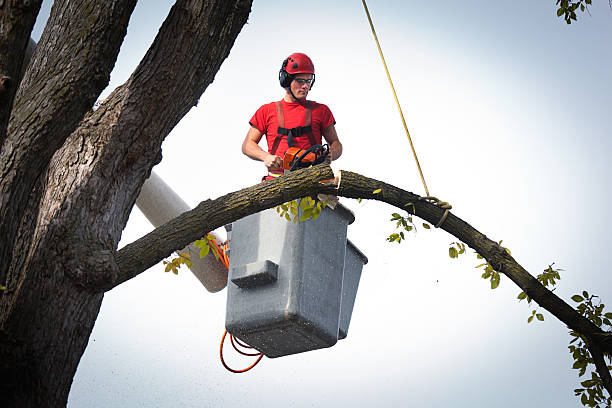 Trusted Ingram, PA Tree Service Experts